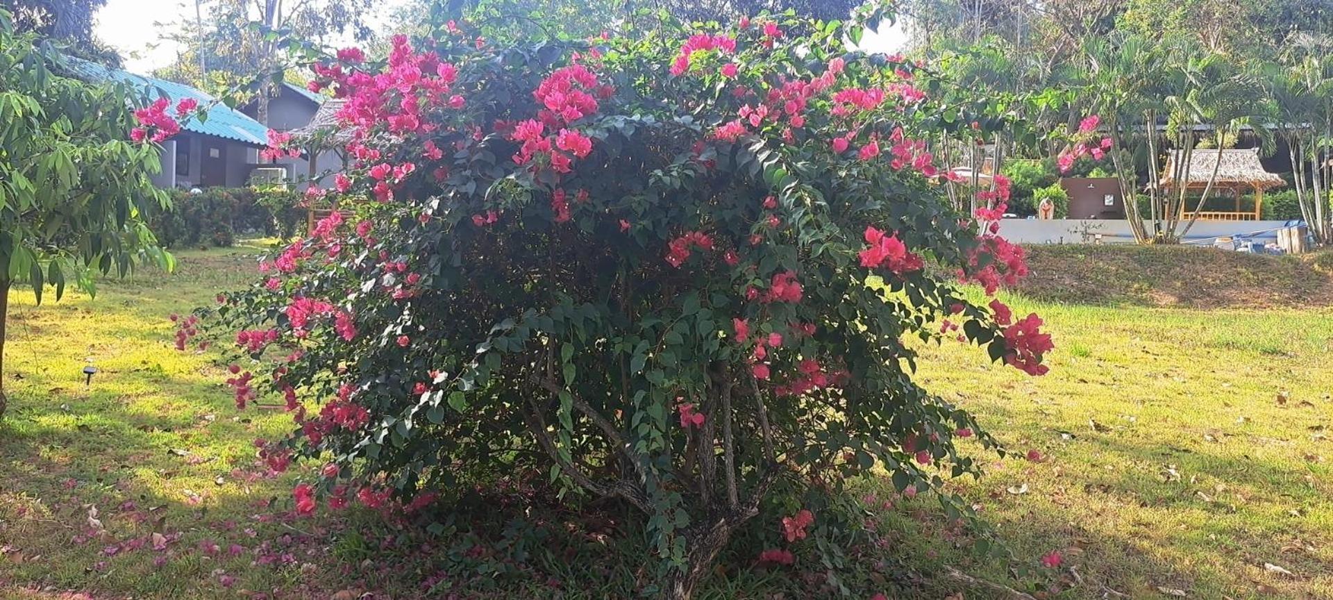 Siam Flora Resort Koh Lanta Phòng bức ảnh